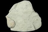 Cystoid (Holocystites) Fossil - Indiana #186791-1